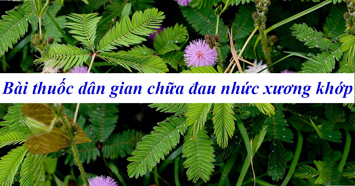 Cỏ trinh nữ làm giảm và ngăn ngừa đau nhức xương khớp hiệu quả